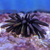 Slate Pencil Urchin