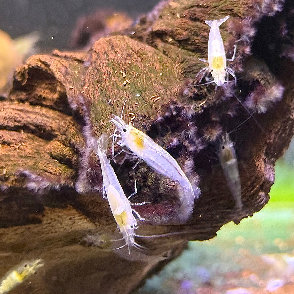 Snowball Shrimp