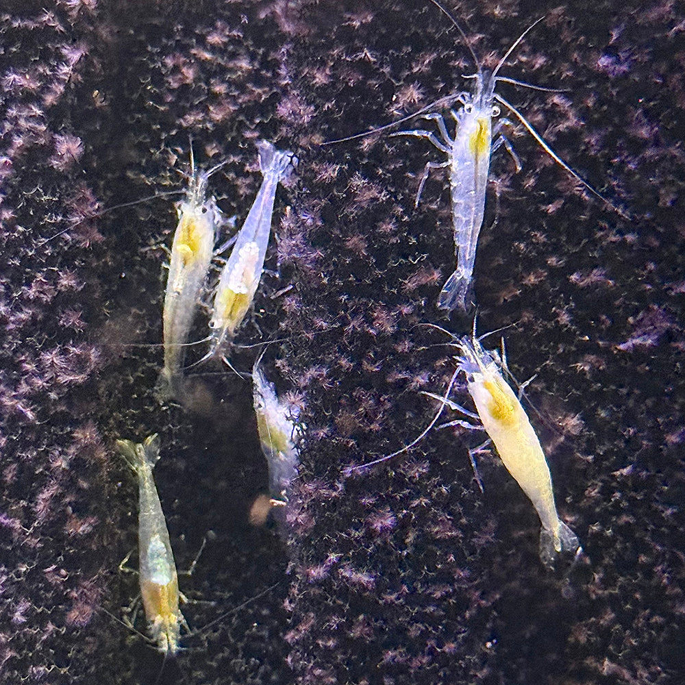 Snowball Shrimp