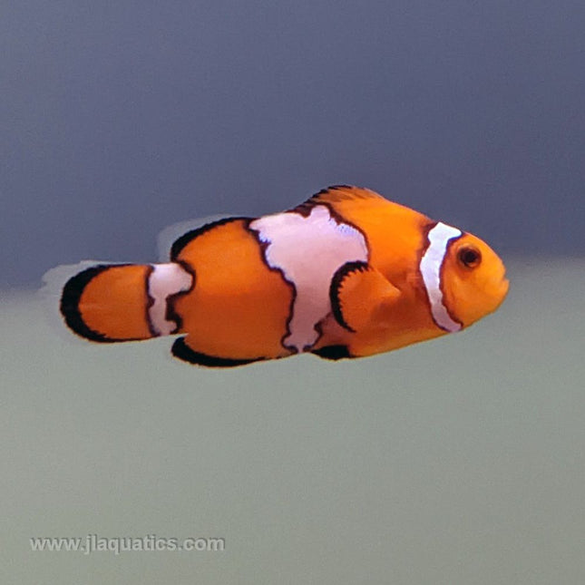 Snowflake Clownfish