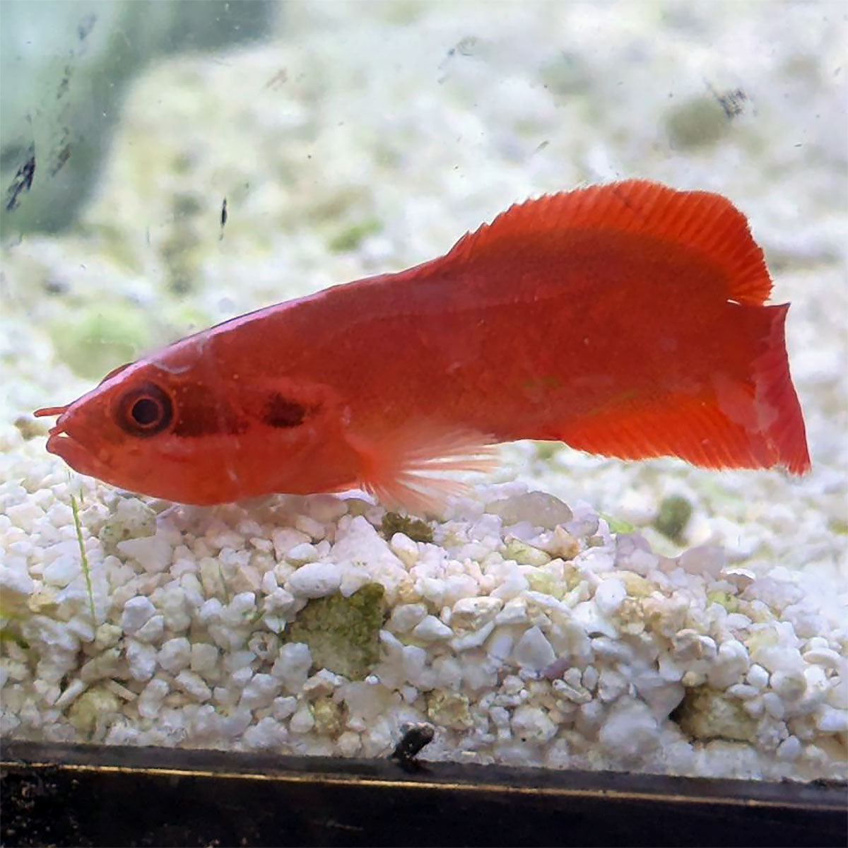 Red Soapfish