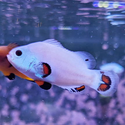 Solar Storm Clownfish