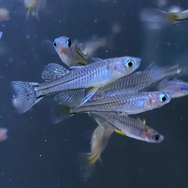 Spotted Blue-eye Rainbowfish school