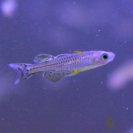 Spotted Blue-eye Rainbowfish close-up