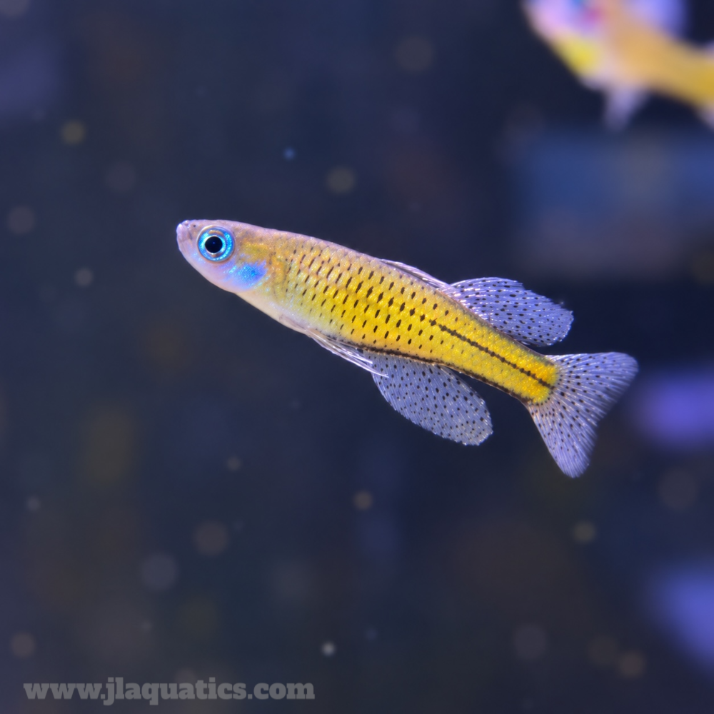 Spotted Blue-eye Rainbowfish