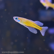 Spotted Blue-eye Rainbowfish