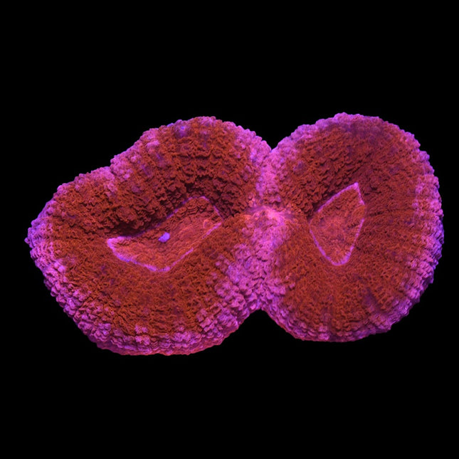 Lobophyllia - Starburst - A34