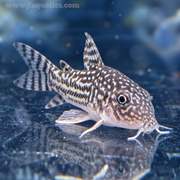 Sterba's Corydora