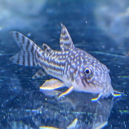 Sterba's Corydora