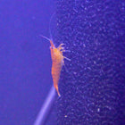 Sunkist Orange Cherry Shrimp