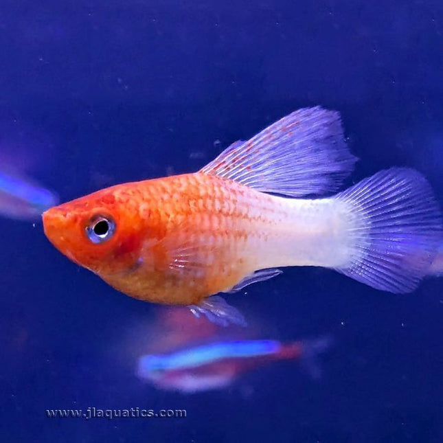 Sunrise Highfin Platy