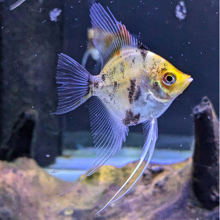 Red Devil Angelfish