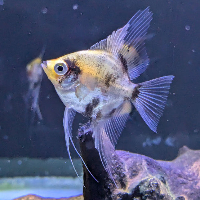 Red Devil Angelfish