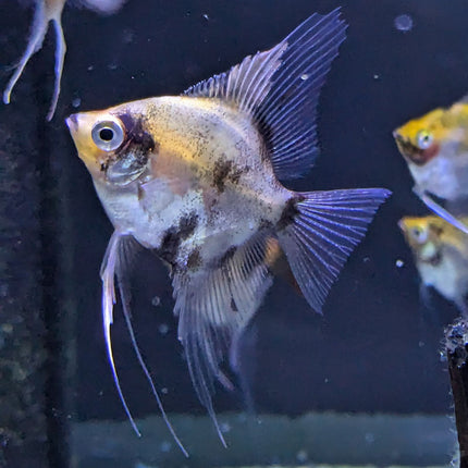 Red Devil Angelfish