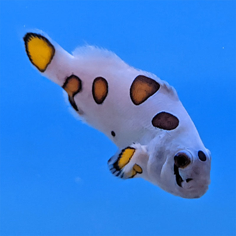 Super Storm Clownfish