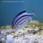Striped Swallow Angel (Asia Pacific)