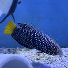 Yellow Tail Tamarin Wrasse (Indian Ocean)