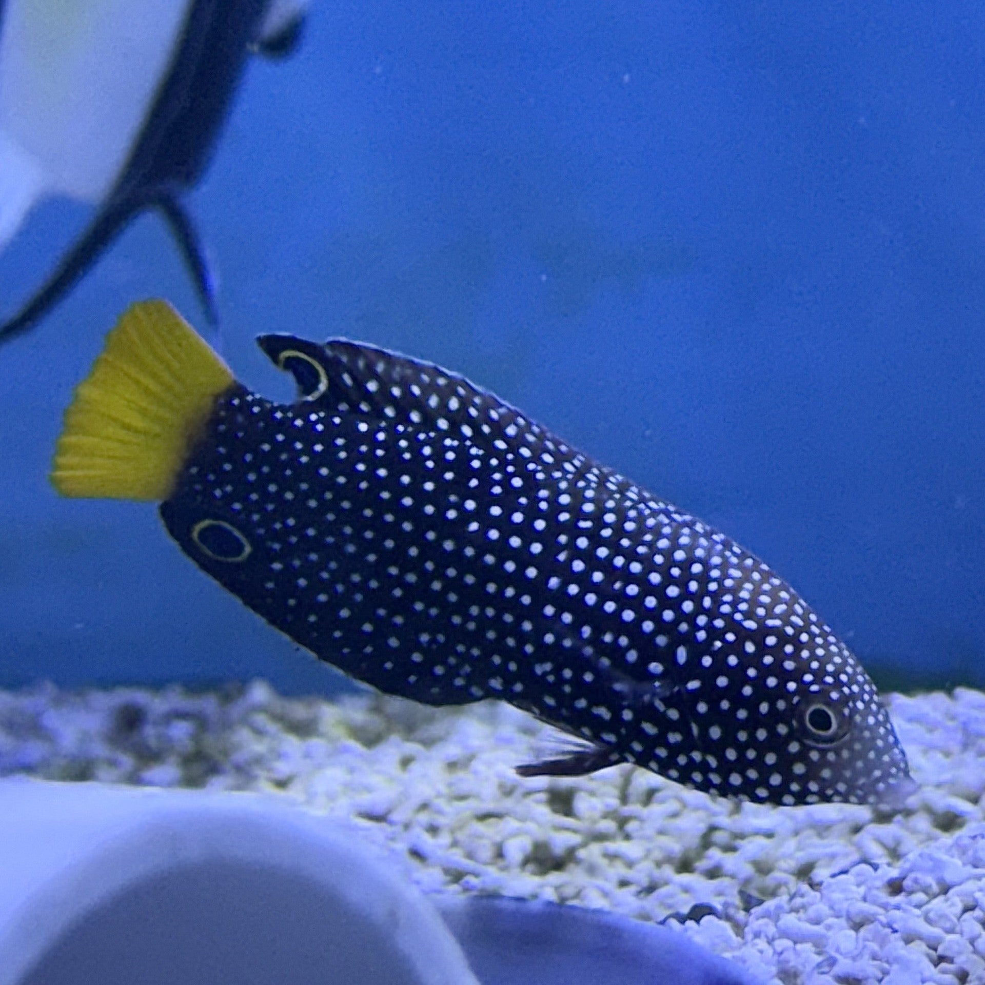 Yellow Tail Tamarin Wrasse (Indian Ocean)