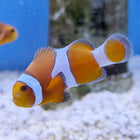 Tangerine Albino Clownfish