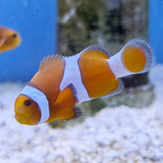 Tangerine Albino Clownfish