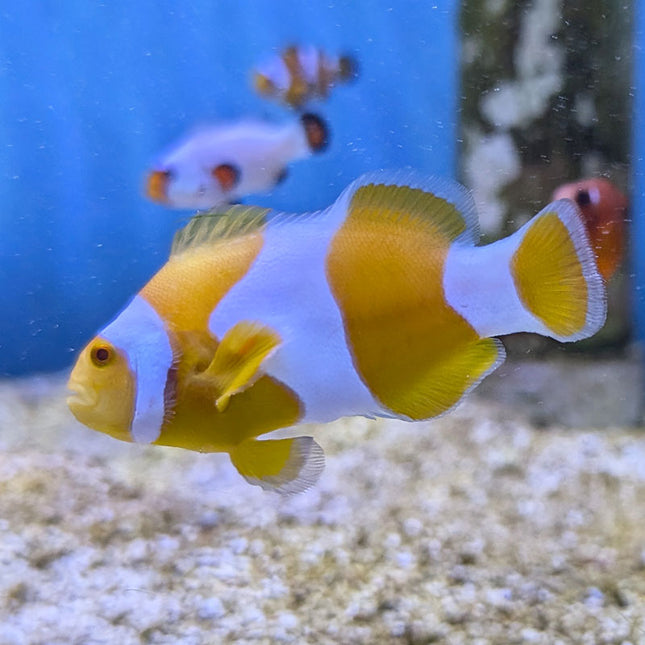 Tangerine Percula Clownfish