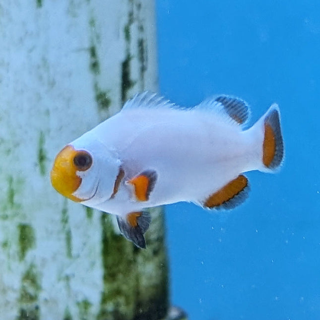 Tangerine Wyoming White Clownfish