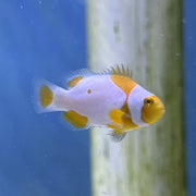 Tangerine Picasso (Grade A)