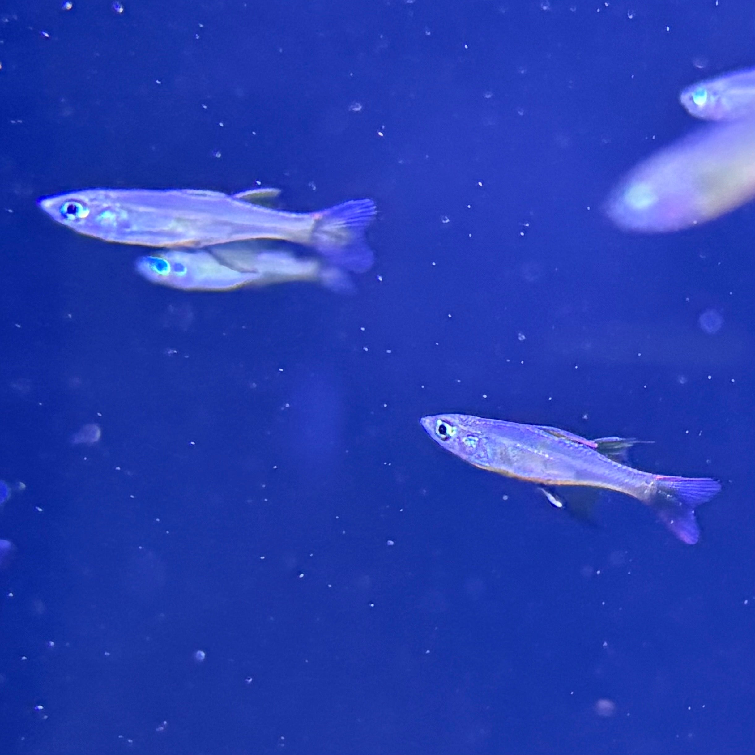 Threadfin Rainbowfish