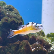 Tobacco Basslet