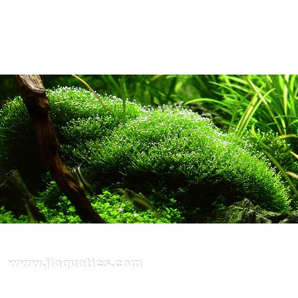 Tropica Riccia fluitans in aquarium