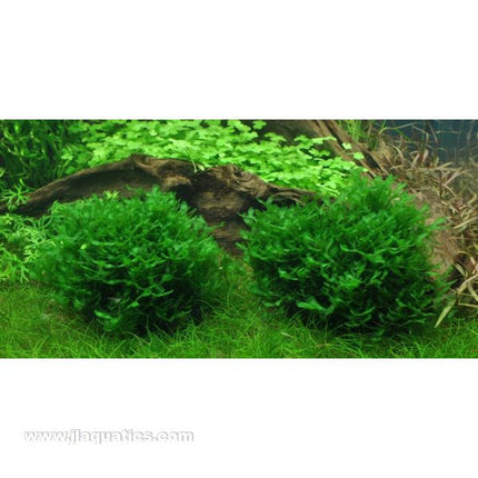 Tropica Monosolenium tenerum in planted aquarium