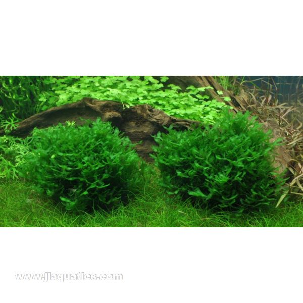 Tropica Monosolenium tenerum in planted aquarium
