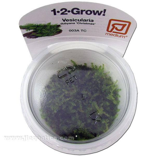 Tropica Vesicularia montagnei top view in packaging