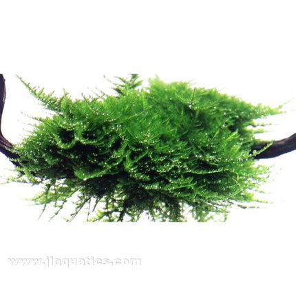 Tropica Vesicularia montagnei out of packaging