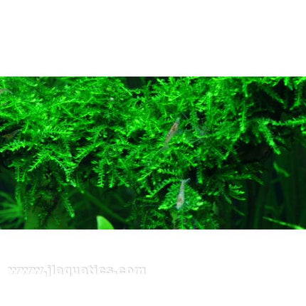 Tropica Vesicularia ferriei in planted aquarium