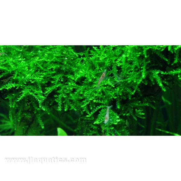 Tropica Vesicularia ferriei in planted aquarium