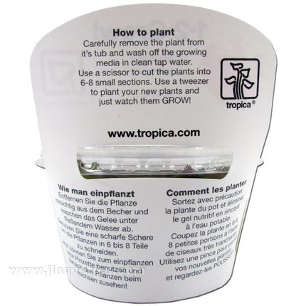 Tropica Vesicularia ferriei planting instructions