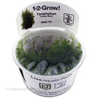 Tropica Taxiphyllum Taiwan Moss top view in packaging