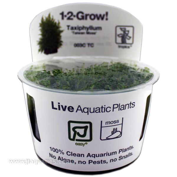 Tropica Taxiphyllum Taiwan Moss front view in packaging