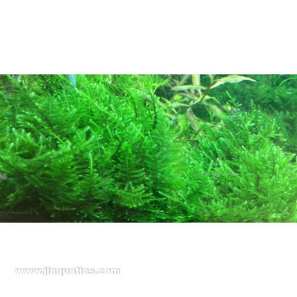 Tropica Taxiphyllum Taiwan Moss in aquarium