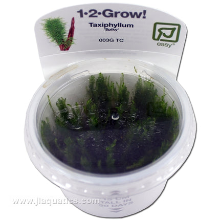 Tropica Taxiphyllum (Spiky) top view in packaging showing plant