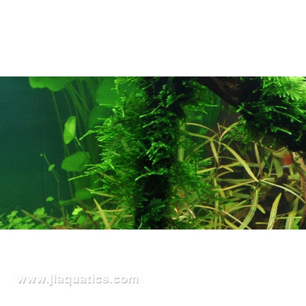 Tropica Taxiphyllum (Spiky) in freshwater aquarium