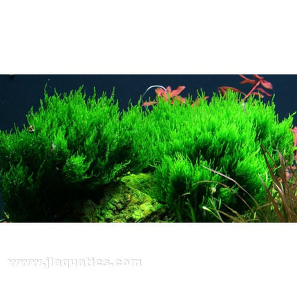 Tropica Taxiphyllum in aquarium