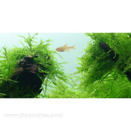 Tropica Taxiphyllum barbieri in aquarium planted