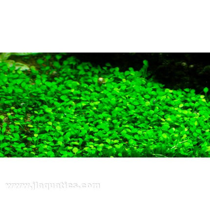 Tropica Marsilea crenata planted in freshwater aquarium