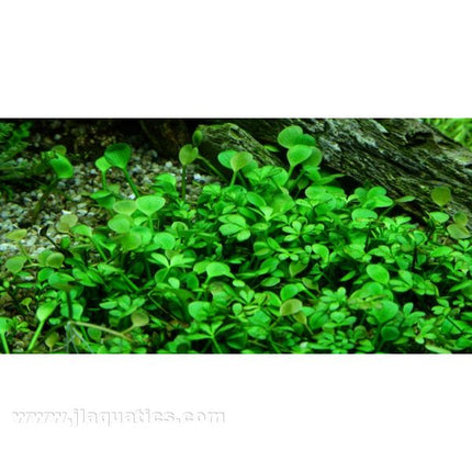 Tropica Marsilea hirsuta in planted aquarium