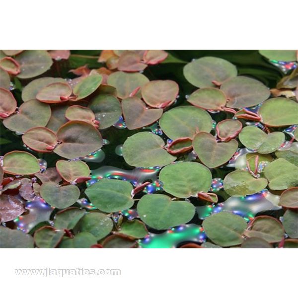 Tropica Phyllanthus fluitans floating in an aquarium