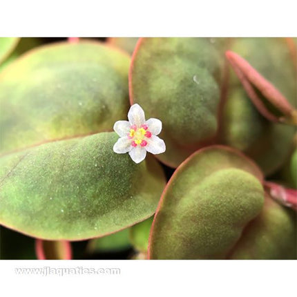 Tropica Phyllanthus fluitans closeup of flower