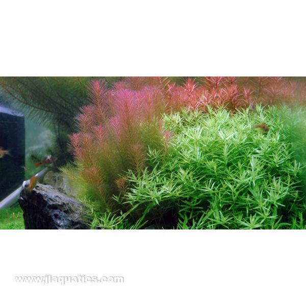 Tropica Rotala wallichii planted in freshwater aquarium