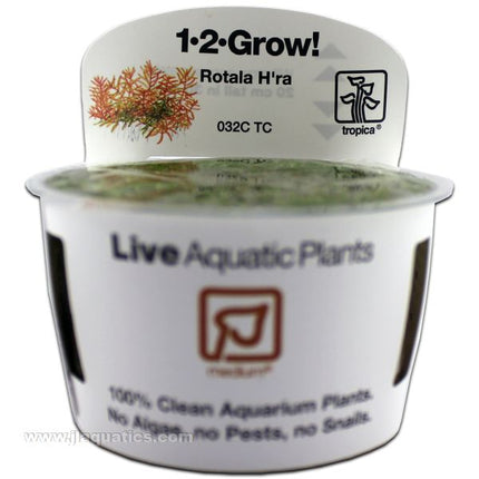 Tropica Rotala Vietnam Hra front of packaging